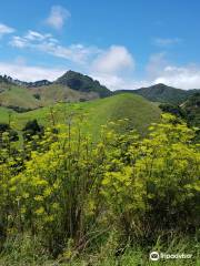 Coromandel Forest Park