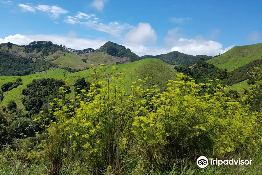 Coromandel Forest Park