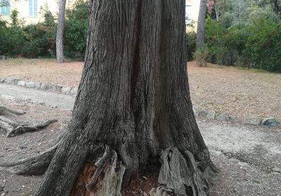 Parco Botanico Villa Rocca