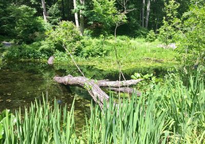 New England Wild Flower Society Garden in the Woods