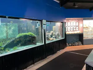 Reefworld Aquarium and Shark Swim