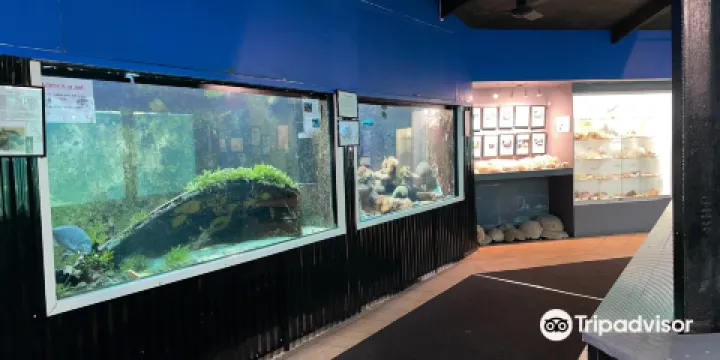 Reefworld Aquarium and Shark Swim