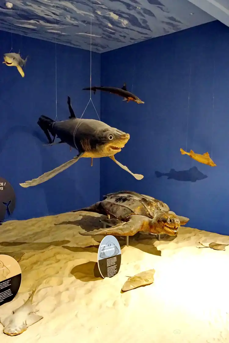 Hotels near Dubrovnik Natural History Museum