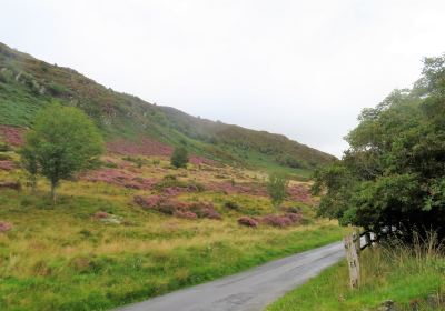 Gilfach Nature Reserve