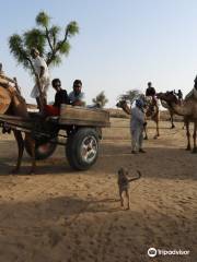 Camel Safari