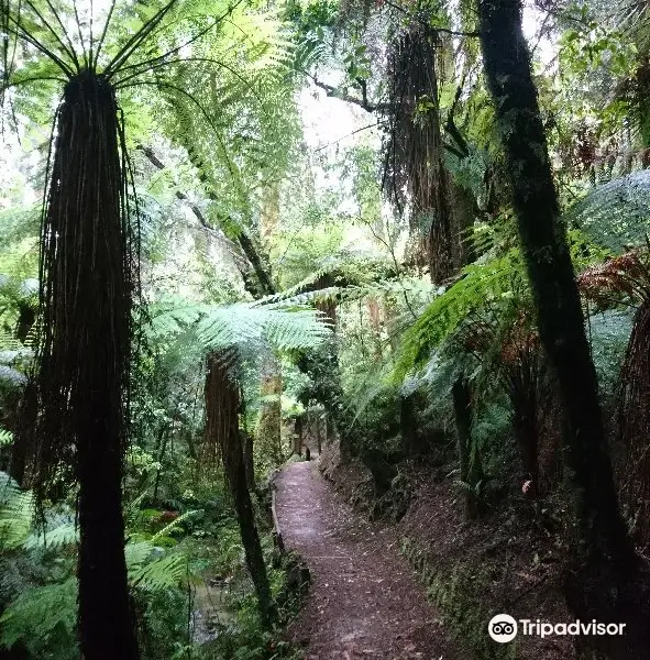 Whirinaki Waterfall Loop Track