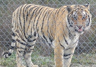 Panthera Africa - Big Cat Sanctuary