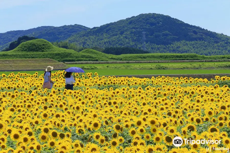 新原 奴山古墳群