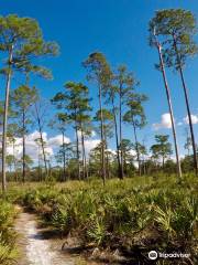 Highlands Hammock State Park