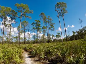 Highlands Hammock State Park