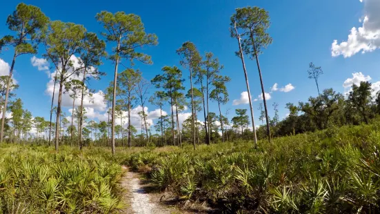 Highlands Hammock State Park