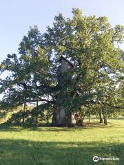 Kaive Oak