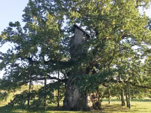 Kaive Oak