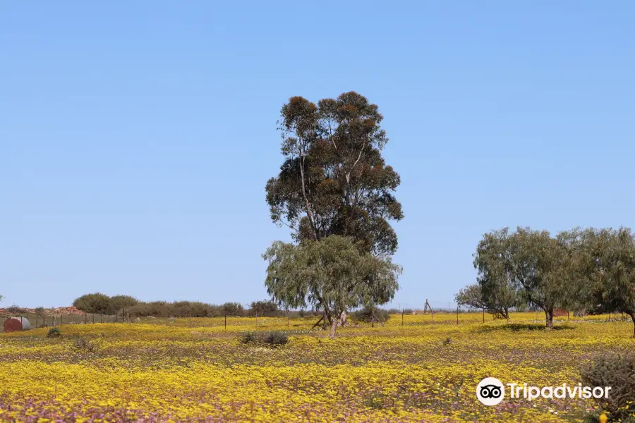 Nieuwoudtville Wild Flower Reserve