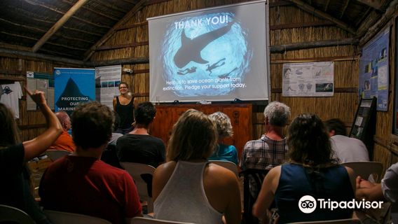 Associação Megafauna Marinha