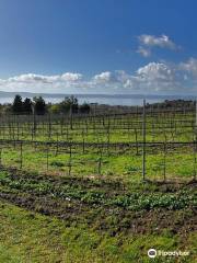 Cantine Capitani