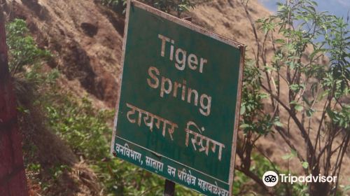 Tiger Spring Point Mahabalehwar