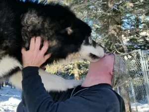 Rocky Mountain Wildlife Foundation