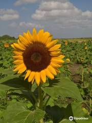 Finca El Girasol