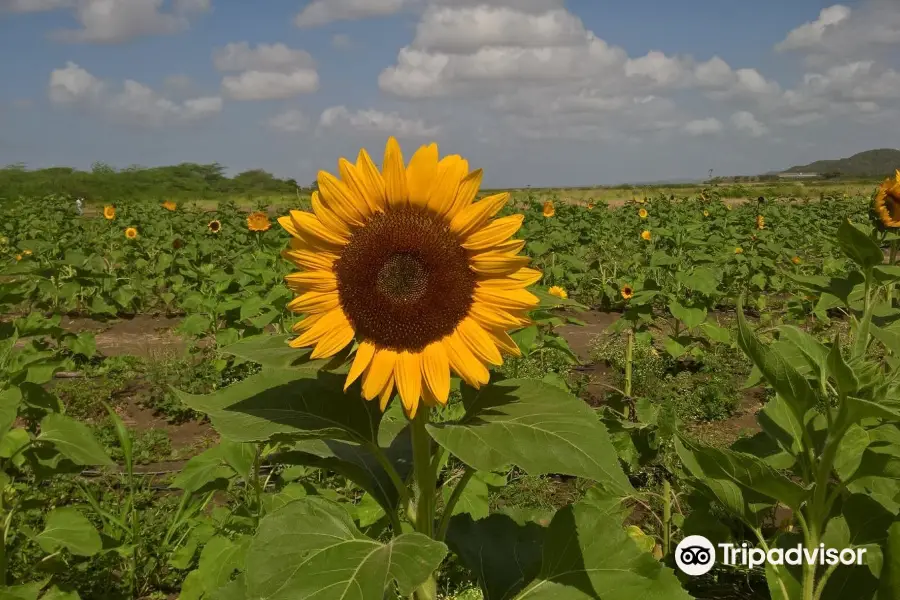 Finca El Girasol