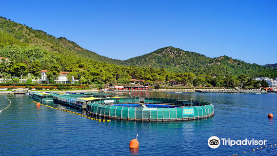 Onmega Dolphin Therapy & Activity Center