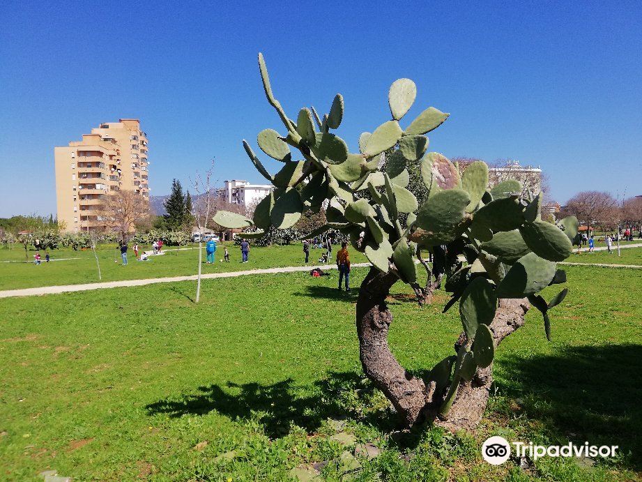 Parco uditore