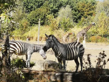 Opel Zoo
