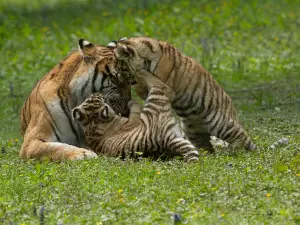 Feline Park