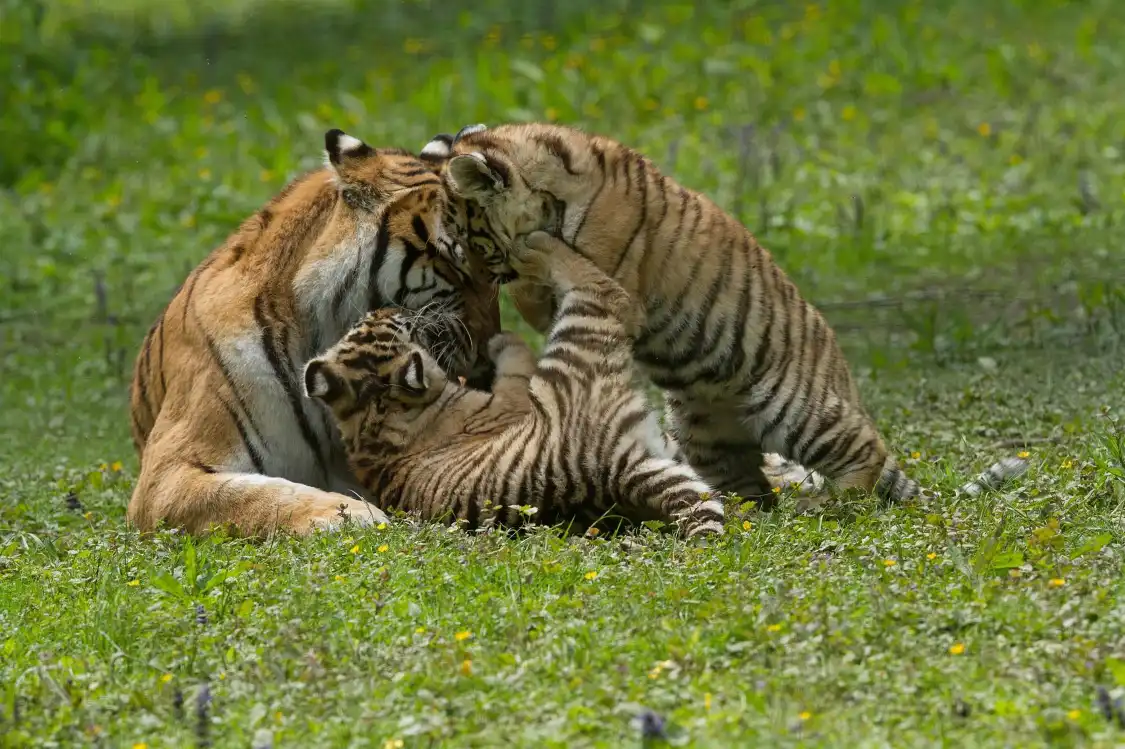 Hôtels à proximité de : Lumigny Safari Reserve