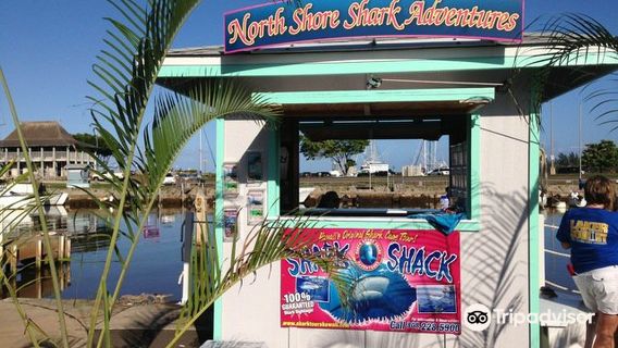 North Shore Shark Adventures