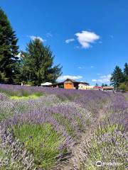 Wayward Winds Lavender Farm