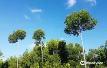 Omagieca Obo-ob Mangrove Garden