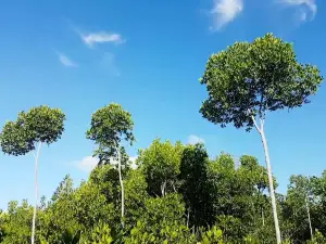 Omagieca Obo-ob Mangrove Garden