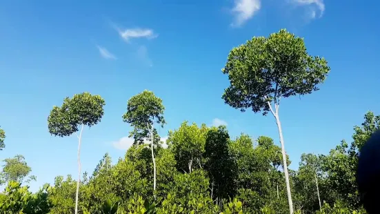 Omagieca Mangrove Garden