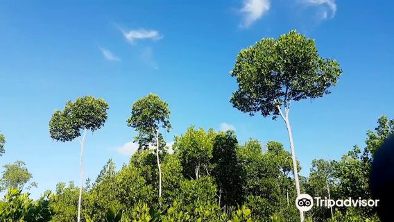 Omagieca Obo-ob Mangrove Garden