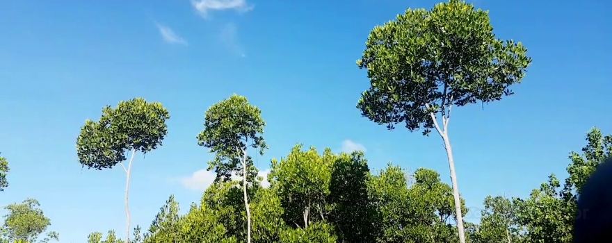 Omagieca Obo-ob Mangrove Garden