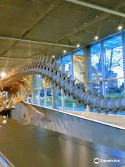 Museo de Biodiversidad Beaty