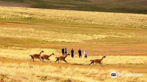 Patagonia Profunda - Safari Experience