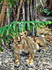 Silvassa Vasona Lion Safari