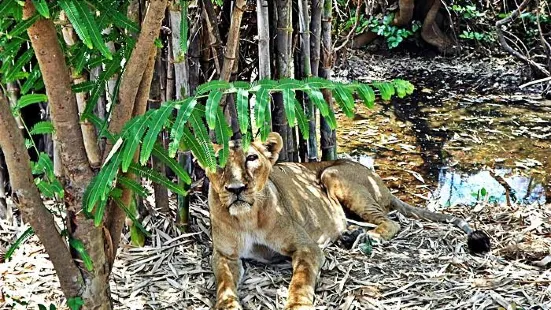 Silvassa Vasona Lion Safari