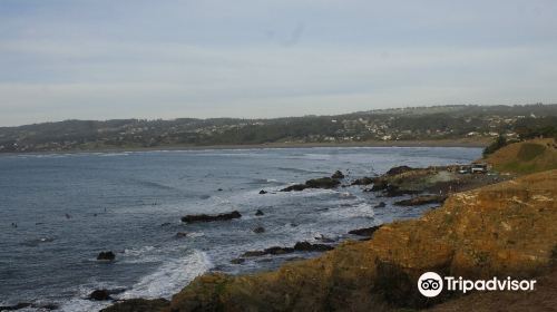 Punta De Lobos