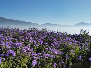 Northern Blossom Flower Farm