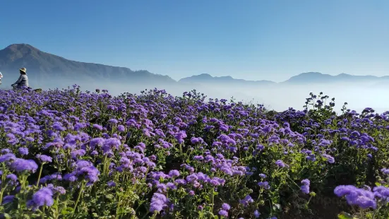 Northern Blossom Flower Farm