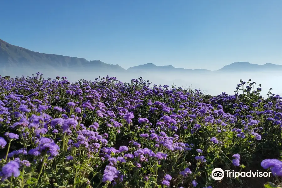 Northern Blossom Flower Farm