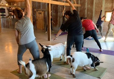 Original Goat Yoga Galena