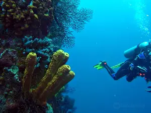 Barbados Blue Water Sports