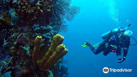 Barbados Blue Water Sports