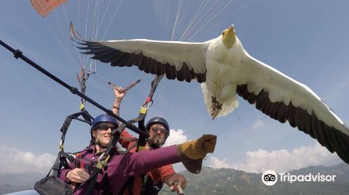 Parahawking