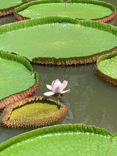 Cao Lanh