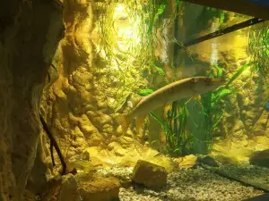 Bodorka Balaton Aquarium